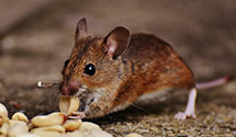 24 Hour & Emergency Exterminators in Churchton, MD